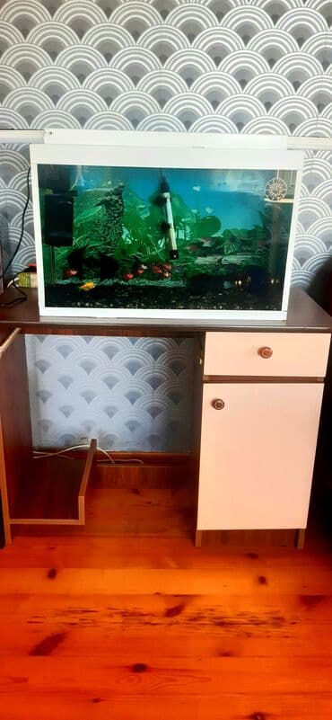 akvarium baliqlari qizil baliq: Salam akvarium satilir.təxmini 100L.qapağıda var.Altindakı tumbo — 1