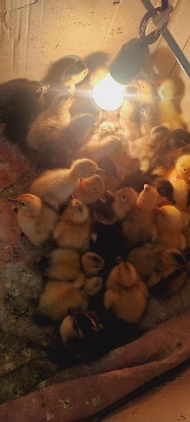 ördək balası: Məhsul: ördək balaları (cücələr) Təsvir: - 3günlük ördək balalari - — 2