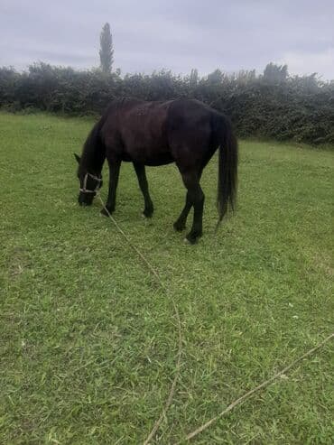 Salam Eleykum At Madyan atdır 7 yaşı var yaxşı yorğası var arabaya da lalafo.az -da Salam Eleykum At Madyan atdır 7 yaşı var yaxşı yorğası var arabaya da