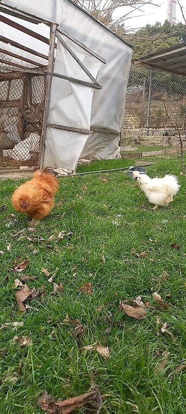 ingilis setteri it cinsi digər adı: Qırmızı PonPon xoruzu 40azn — 2