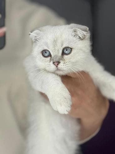 Шотландская