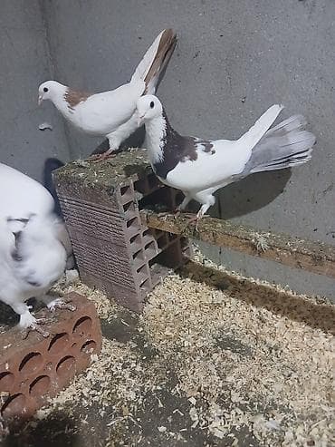 babil quşu: Göyerçinler satılır enli quyruqdular qiymət ikisinə aidir — 1