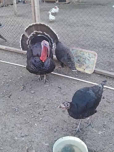 Erkək, Damazlıq