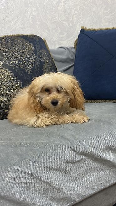 it sekilleri afcarka: Pudel, 4 ay, Erkək, Sənədli — 2
