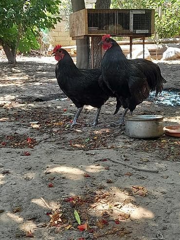 Toyuqlar: Təmiz avsrolop xoruzlardi 6ayliqdi 3 kiloya yaxin çəkiləri var — 3