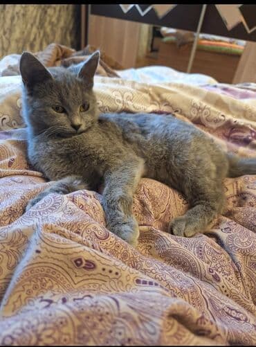 кот в добрые руки: Самка, В добрые руки, Самовывоз — 4