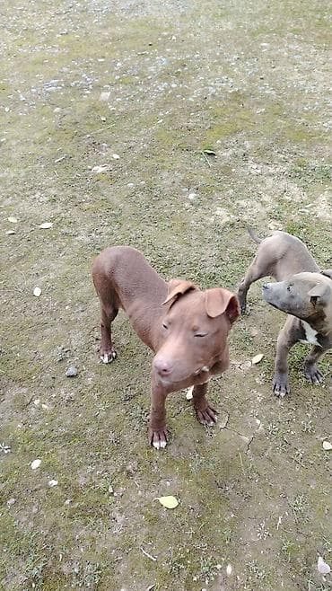 gence itler: Pitbul, Peyvəndli — 2