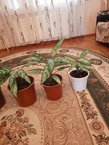 devedabani bitkisi: Aglaonema (Çin həmişəyaşılı) otaq bitkiləri - Növ: Aglaonema — 6