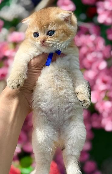 it pişik: Şotland — 5