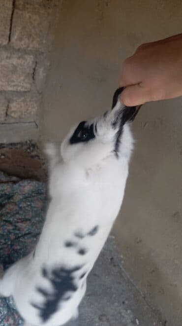 dovşanın balasına nə deyilir: Məhsul: Ev dovşanları (2 ədəd) Təsvir:2 eded böyük 1 erkek 1 — 4