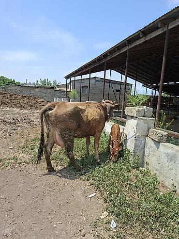 14 litir sud verir disi balasi var 11 gundu dogub 3cu qarni — 2