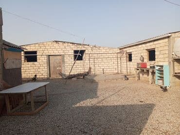 12 sotun içində Həyətyanı ferma satılır. 70 baş iri buynuzlu mal