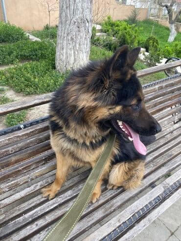 çoban işi: Alman çoban iti, 3 il, Erkek, Cütləşmə üçün, Ünvandan götürmə — 1