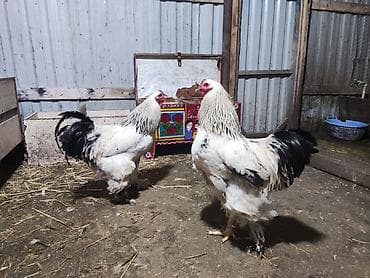 Heyvanlar: Xoruz, Brama, il: 1, Ünvandan götürmə — 3