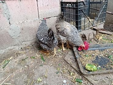 kənd toyuqlarının satışı: Toyuq, Damazlıq, Ünvandan götürmə — 2