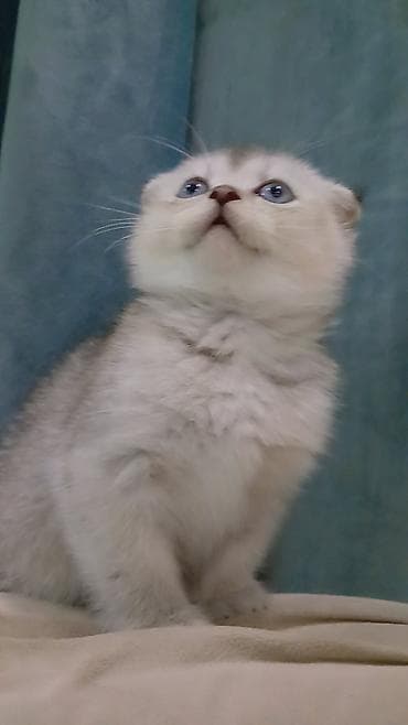 pişiklər: Şotland — 2