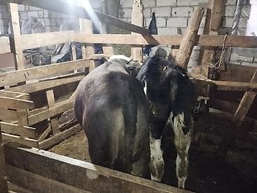 Рогатый скот: (hər heyvanın öz qiyməti var real alıcılar üçün endirim — 7