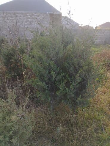 Bıçaqlar: Şam ağacı fidanları - Növ: Şam (iynəyarpaq, həmişəyaşıl) - Təyinat — 19