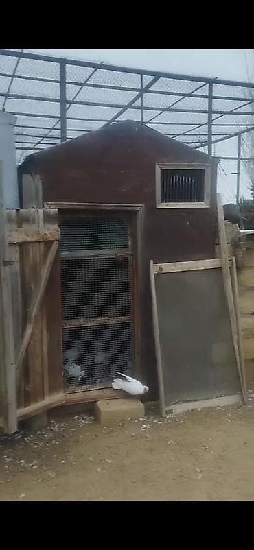 it adlari qiz: Quş damılar satılır — 4