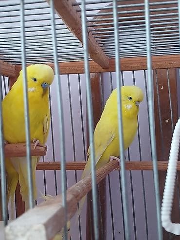 Птицы: Cut cex satlır.Qara gozduler — 2