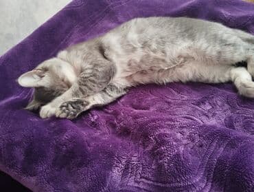 art tekstil: Rəng - Bənövşəyi Mikrofiber Pled — 3