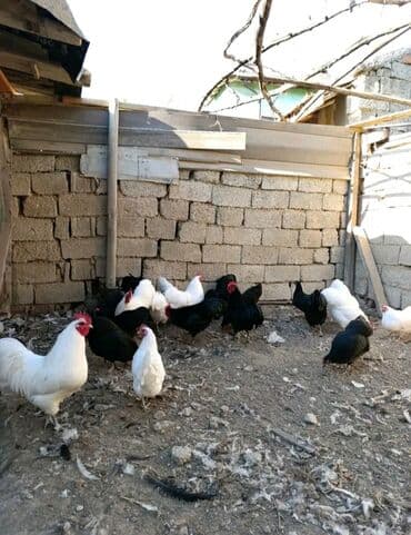 toyuq satisi tap.az: ✅Diqqətlə Oxu ✅ Australorp Toyuq — 3