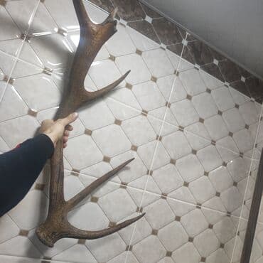 Süni güllər: Maral buynuzu 20 ildir məndədir - Material: təbii maral buynuzu - — 2