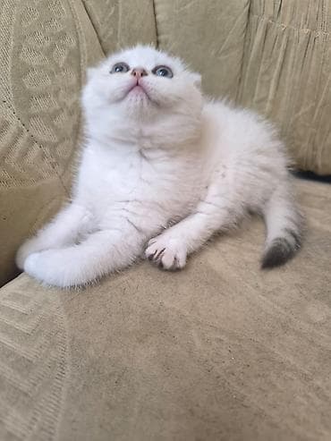 pişim: Şotland — 3