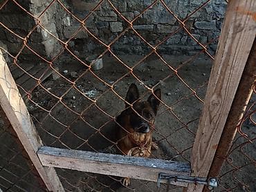 ev heyvanlari satisi: Alman çoban iti, 1 il, Rayonlara çatdırılma — 2