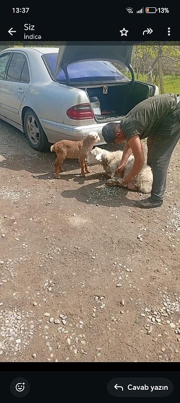 Salam aleykum kim isdese desin 1 ci balası di ünvan berde