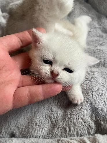 pişiy adları: Yaxşı əllərə — 7