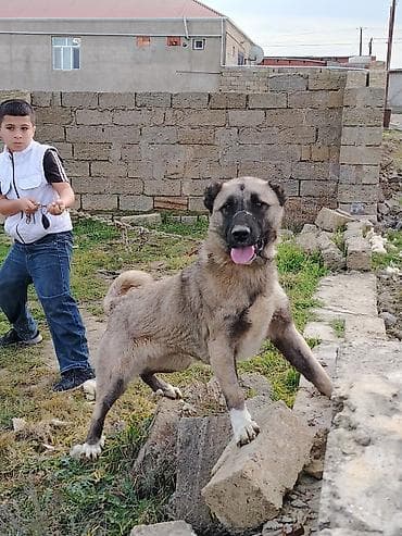 Кангал, 9 месяцев, Самка at lalafo.az Кангал, 9 месяцев, Самка