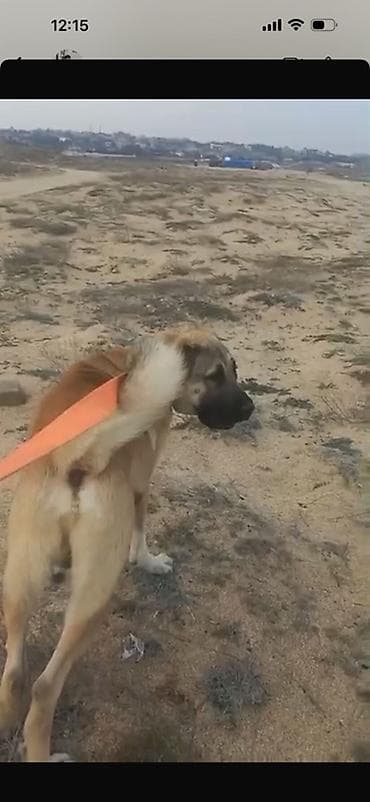 Digər heyvanlar: Kanqal — 4