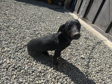 ingilis setter it cinsinin digər adı: Erkek — 2