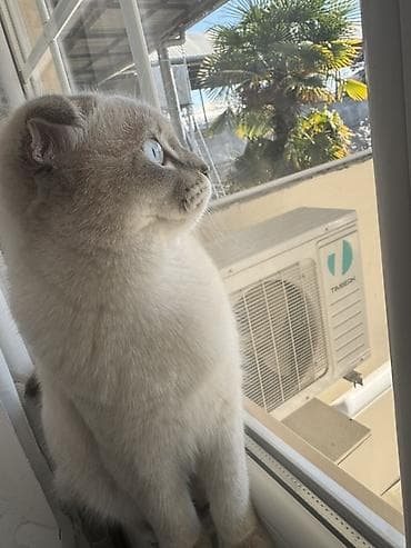 mingəcevir pişik: Şotland — 2