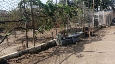 дом на колёсах: Həyətyanı sahəsi və yaşayış evi - Geniş torpaq sahəsi: həyətdə açıq — 1