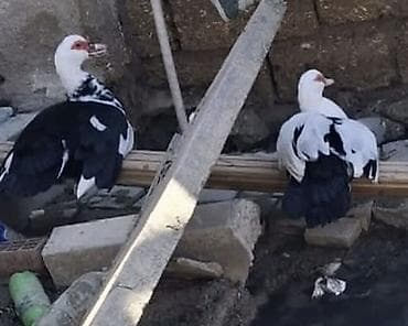 Muscovy (hind) ördəkləri – müxtəlif rənglər - Növ: Muscovy/hind