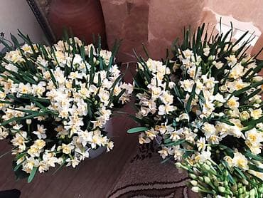 dipcey gulleri: Salam buket Nərgiz gülü say çoxdur buyurun sifariş verə bilərsiz bir — 4
