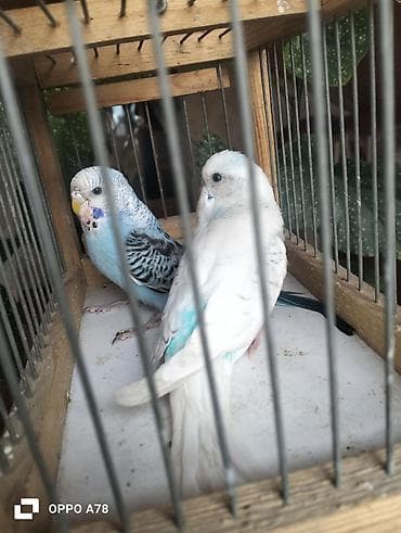 qus qefesleri: 30m salam cutler satilir tam saglamdi agiz qizartisi cugudur yeyibler — 6