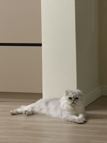 британская кошка купить: Британская, Самец, В добрые руки — 3