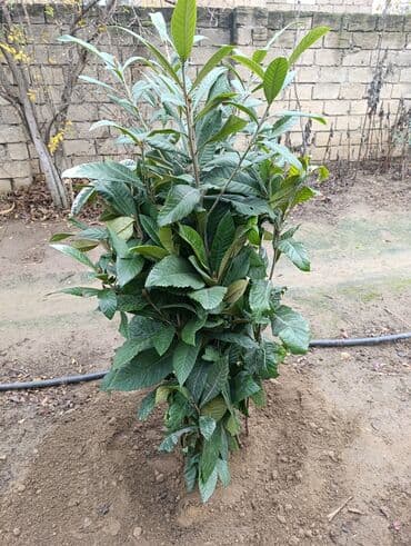 qeleme agaci: Yapon Ezgili Agaclari. 11 Eded Boyu 1 metr yarim olan 4 azn. 17 Eded — 2