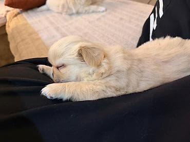 Pekines, Erkek, Ünvandan götürmə