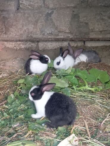 dovşan yuvasi: Gözəl rəngli dekorativ dovşan balaları - Rənglər: qara‑ağ (panda — 1