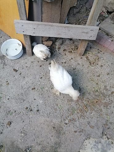 Toyuq, Yumurtalıq, Ünvandan götürmə