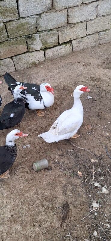 Erkək, | Lal ördək, Damazlıq