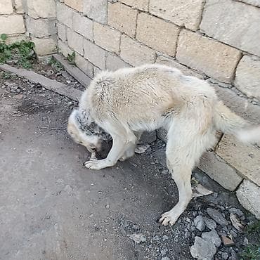 it satisi afcarka: Alabay, 2 il, Erkek, Ünvandan götürmə — 2