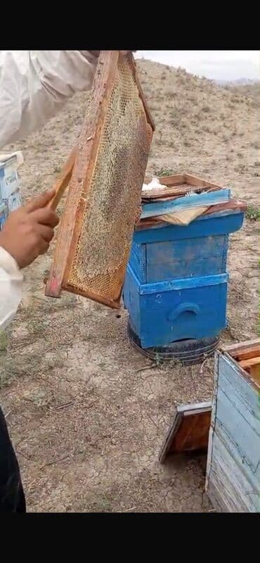 Sifarişlə hazır yeməklər: Təbii arı balı – çərçivədən süzülmüş 1kq - 35 AZN 8kq (2 balon) alana — 3