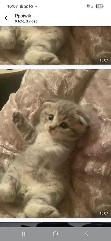 pişiy: Yaxşı əllərə — 10