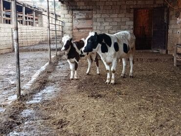 iri buynuzlu mal qara qiymeti: Dişi dana 7 aylıq erkəy 10 aylıq - Cins: südlük/ətlik istiqamətli — 5