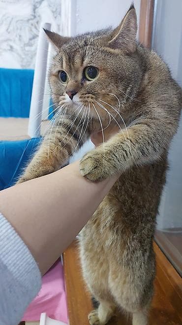 pisik esyalari: Qızıl şinşilla, Erkək, Yaxşı əllərə, Ünvandan götürmə — 1